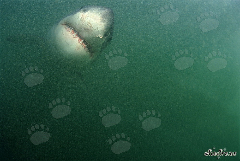 Grand requin blanc majestueux nage droit vers la caméra