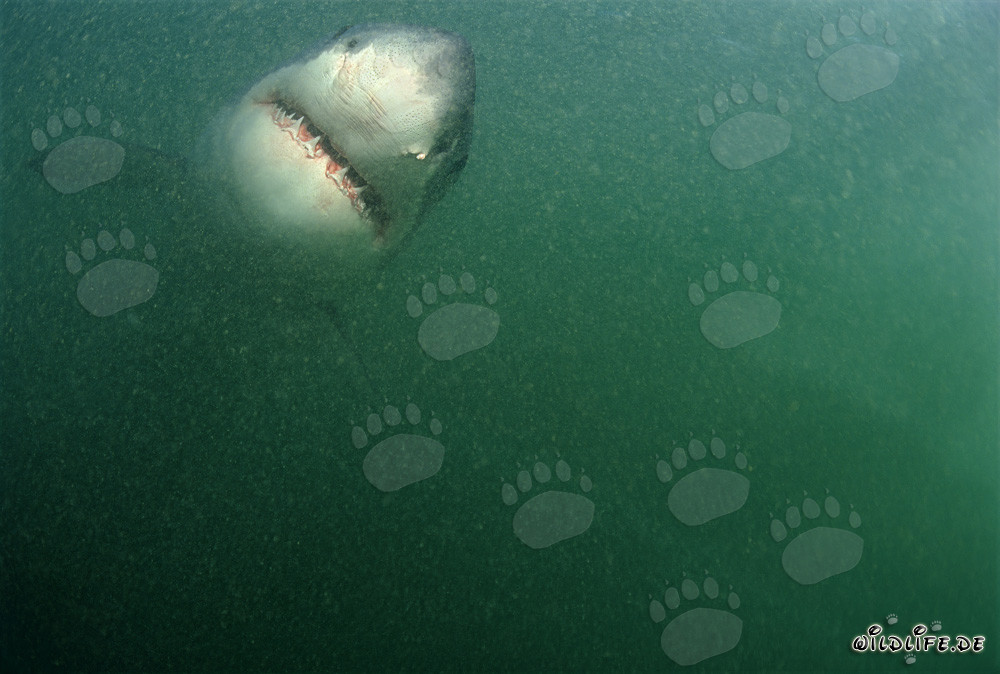 Majestic Great White Shark swimming directly towards the camera