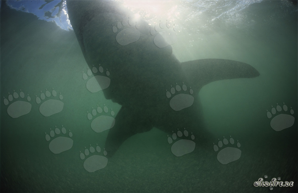 Silhouette impressionnante d'un grand requin blanc dans l'eau verdâtre