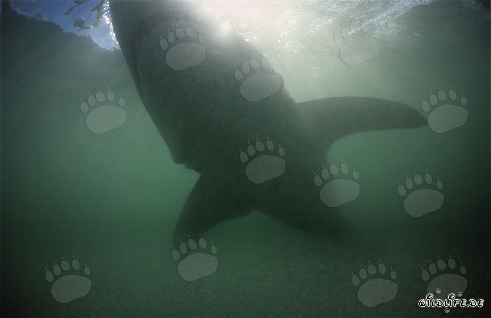 Impresionante silueta de un gran tiburón blanco en el agua verdosa