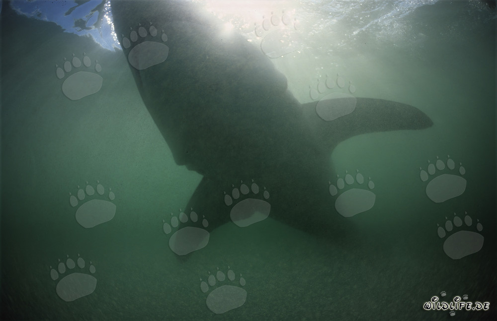 Impressive silhouette of a Great White shark in greenish water