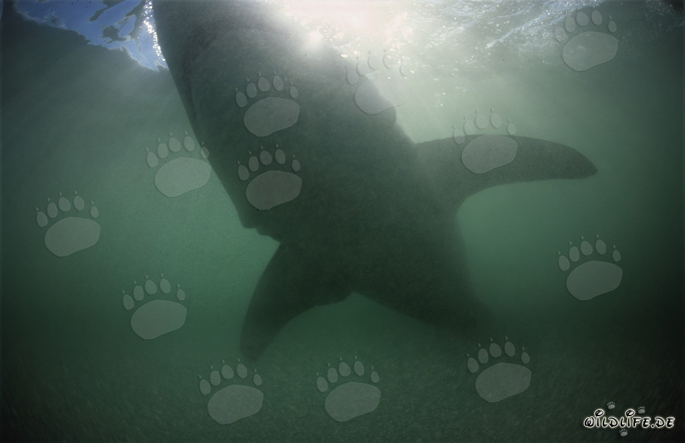 Beeindruckende Silhouette eines Weißen Hais im grünlichen Wasser