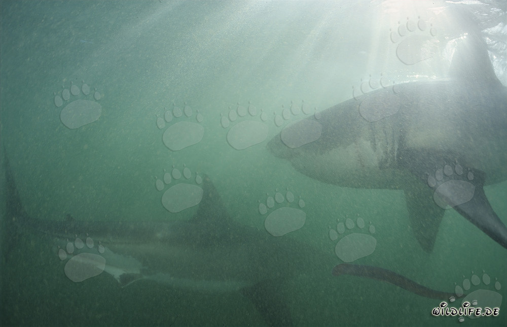 Two majestic great white sharks near Geyser Rock and Dyer Island in South Africa