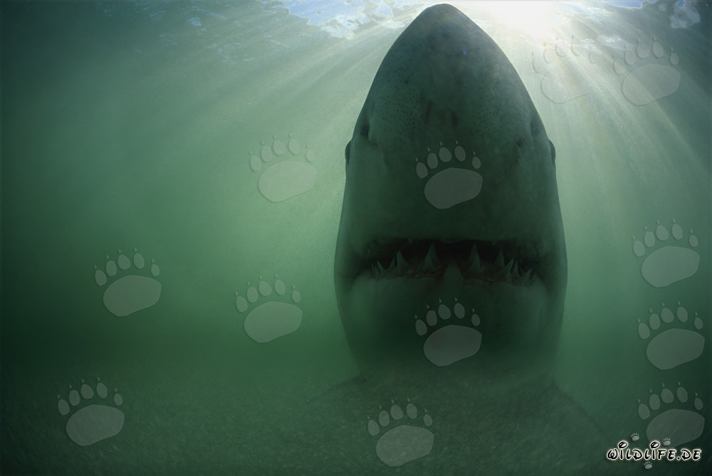 Grand requin blanc impressionnant au large des côtes d'Afrique du Sud