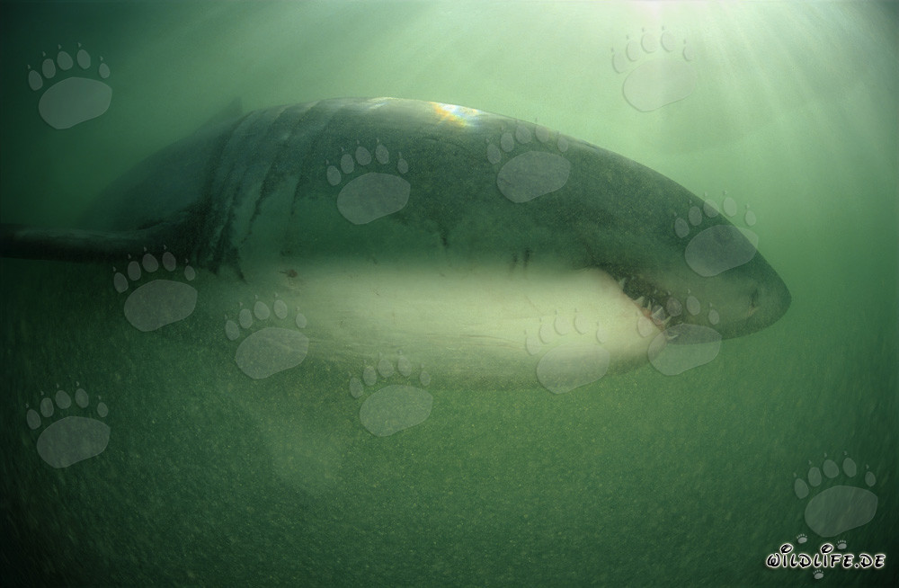 Majestic Great White Shark in green water off the coast of South Africa