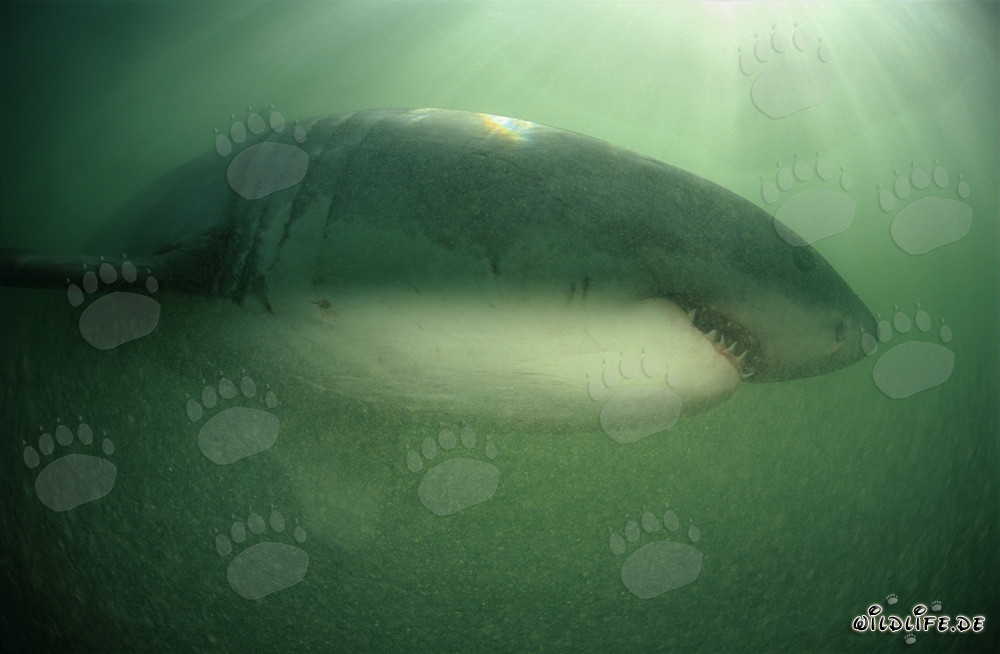 Grand requin blanc majestueux dans l'eau verte au large de la côte sud-africaine