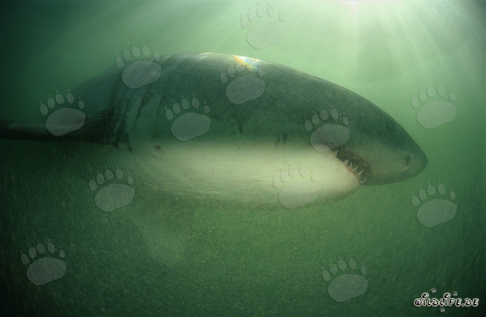 Majestuoso tiburón blanco en el agua verde frente a la costa de Sudáfrica