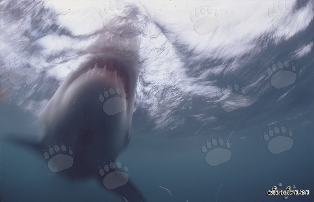 Impresionante Gran tiburón blanco avistado frente a la Isla de Dyer
