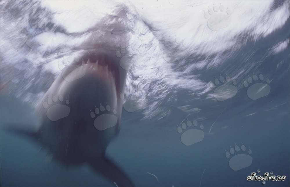 Impressive Great White Shark emerges near Dyer Island