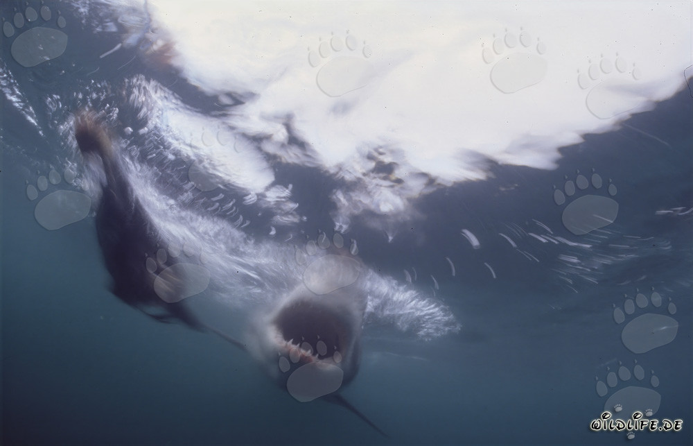 Great White Shark with Open Mouth Underwater