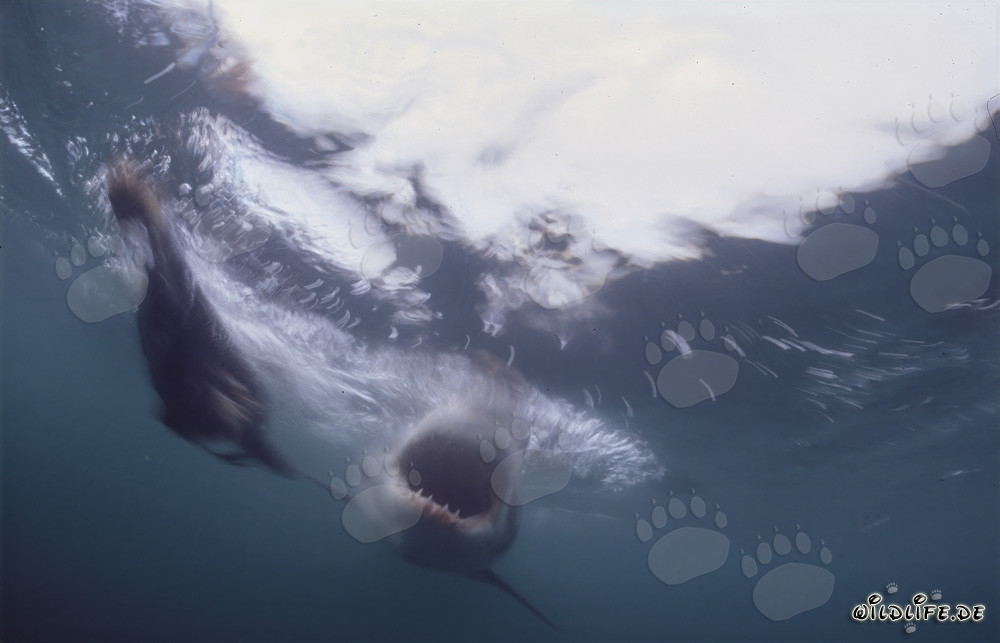 Gran tiburón blanco con la boca abierta bajo el agua