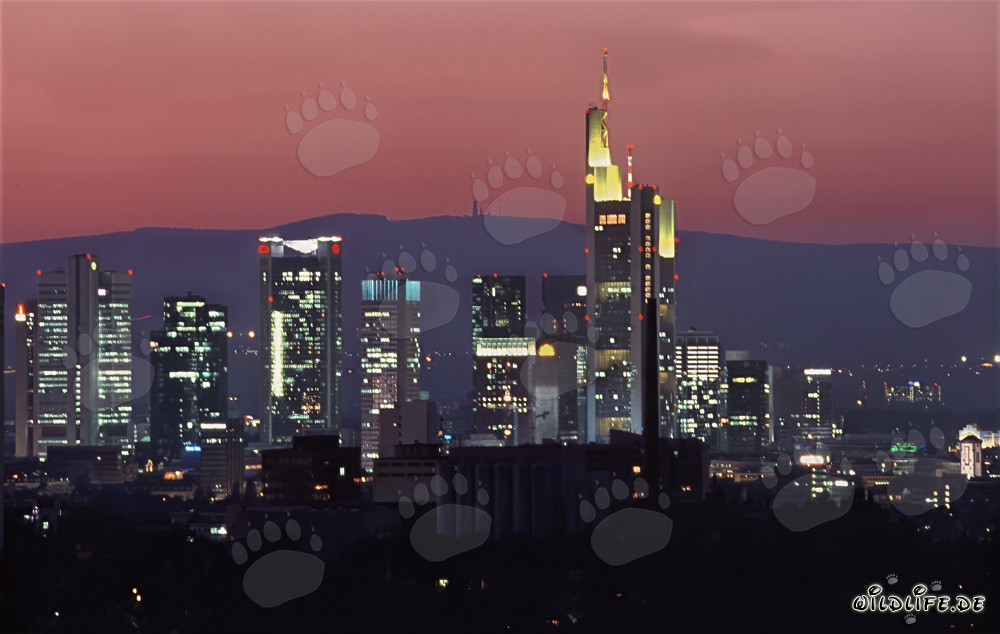 Las fachadas de los bancos en Frankfurt brillan en la luz de la tarde