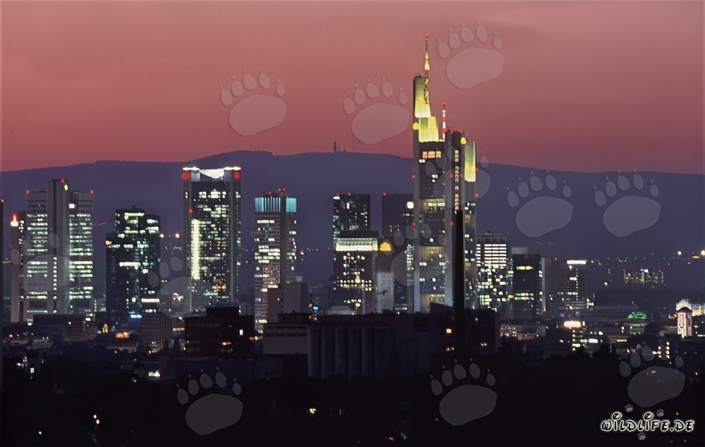 Die Fassaden der Banken in Frankfurt glänzen im Abendlicht