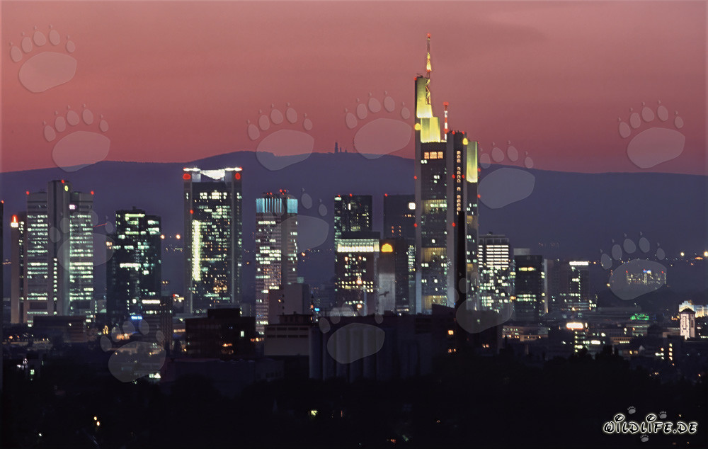 The facades of banks in Frankfurt shine in the evening light