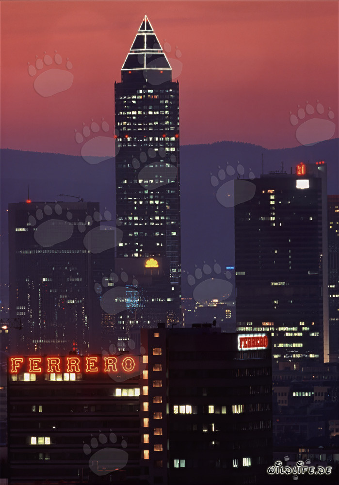 Fascinating Trade Fair Tower Frankfurt in the golden evening light