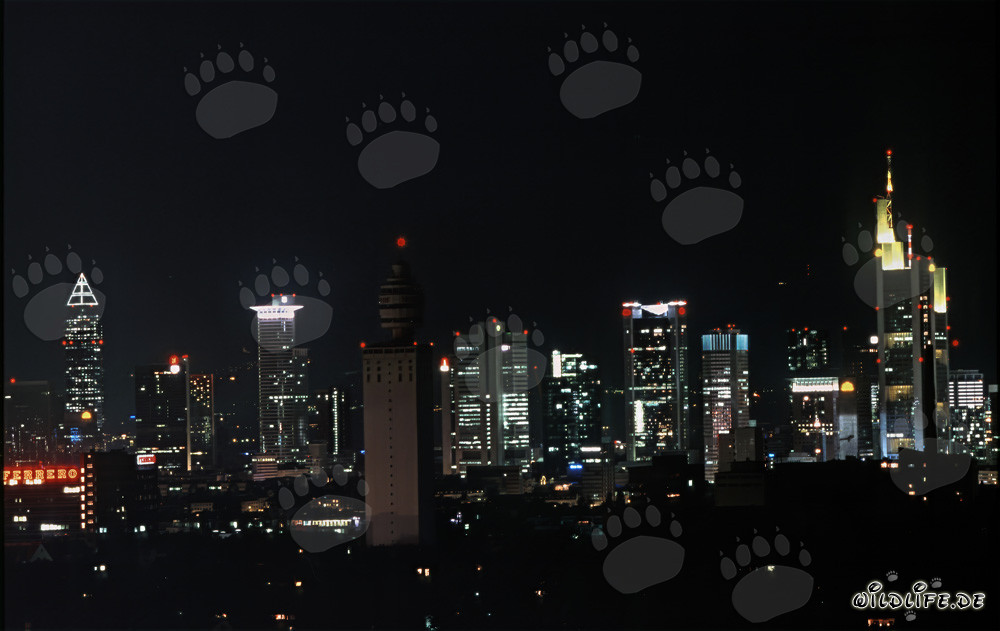 Frankfurt Night-Time Skyline - Impressive night shot of the famous Frankfurt skyline