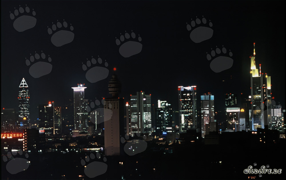 Frankfurt Skyline bei Nacht - Imposante Nachtaufnahme der berühmten Skyline von Frankfurt
