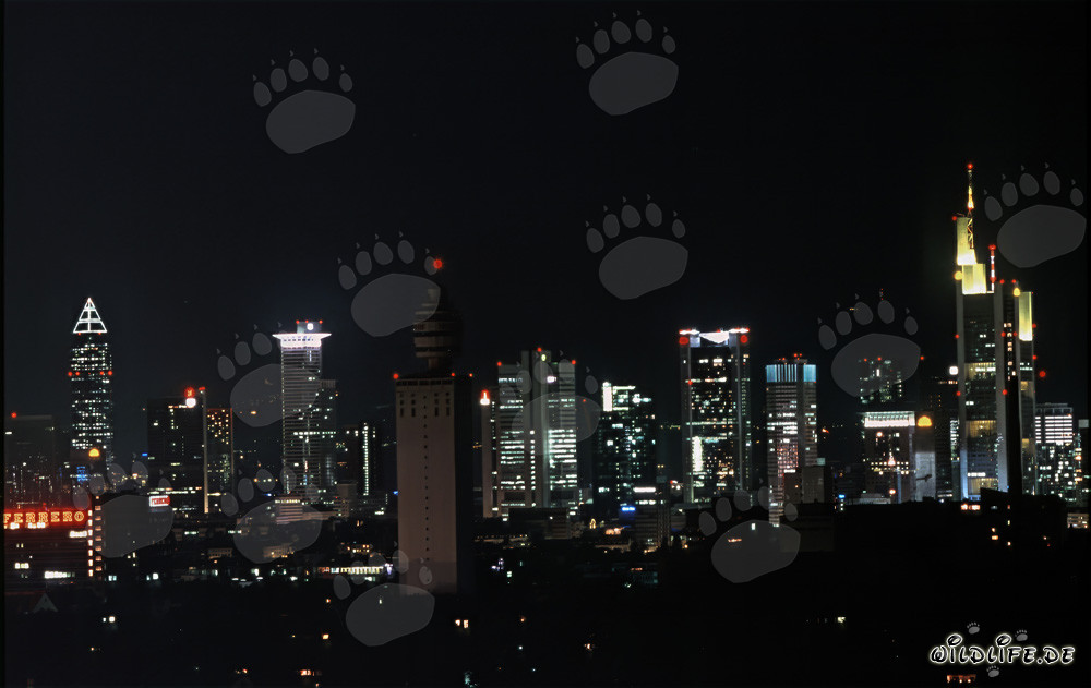 Skyline de Frankfurt de noche - Impresionante fotografía nocturna de la famosa skyline de Frankfurt