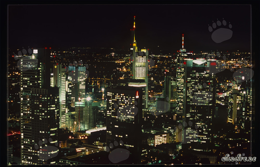 Architecture moderne : Skyline de Francfort la nuit