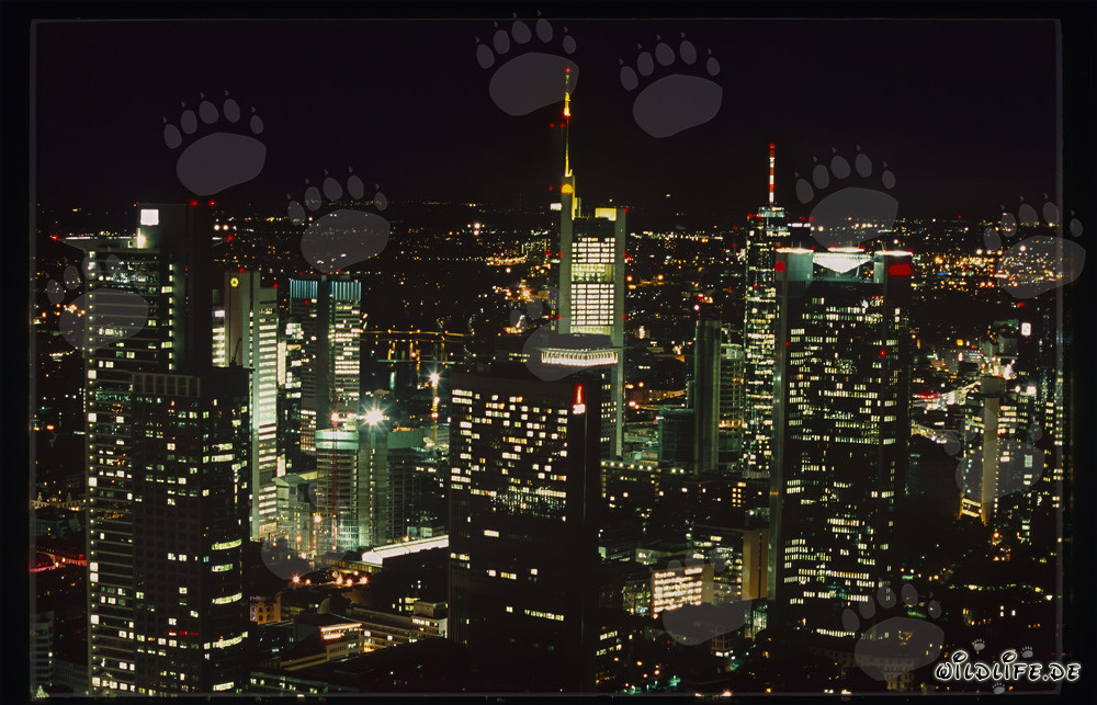 Architettura moderna: Skyline di Francoforte di notte