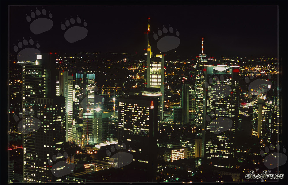 Modern Architecture: Frankfurt Night-Time Skyline