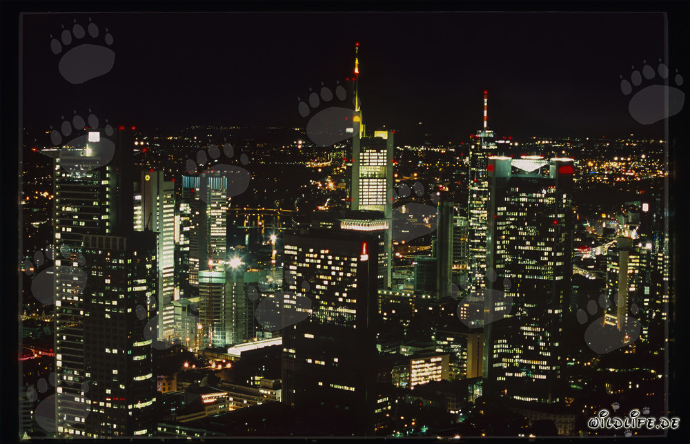 Moderne Architektur: Frankfurt Skyline bei Nacht