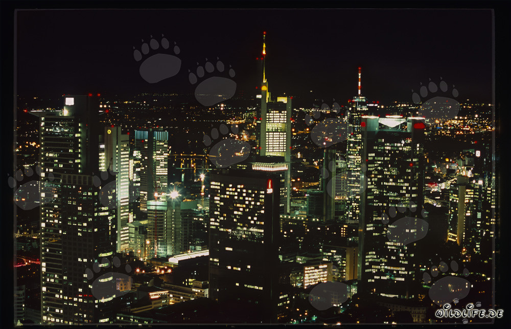 Arquitectura moderna: Skyline de Frankfurt de noche