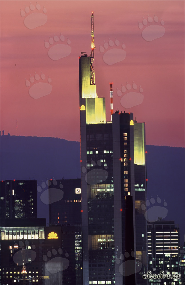 Faszinierendes Abendlicht an der Commerzbank Frankfurt