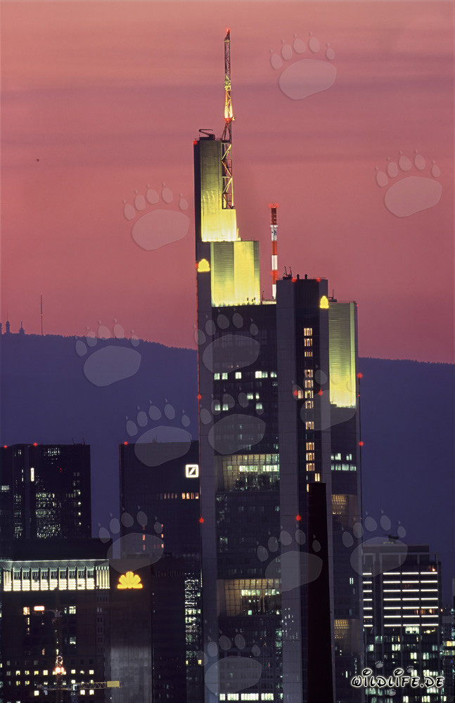 Fascinante luz de la tarde en la Commerzbank de Frankfurt