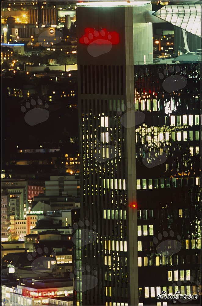 Frankfurt at Night - Impressive Skyline with Illuminated Skyscrapers