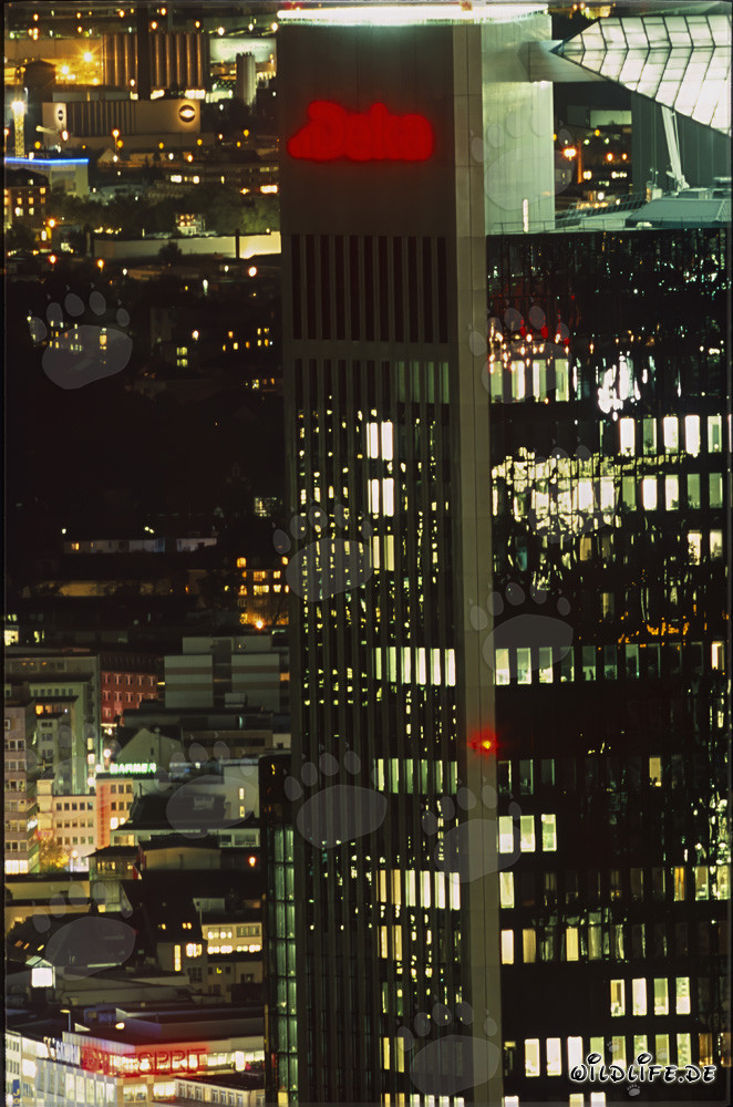 Frankfurt bei Nacht - beeindruckende Skyline mit beleuchteten Wolkenkratzern