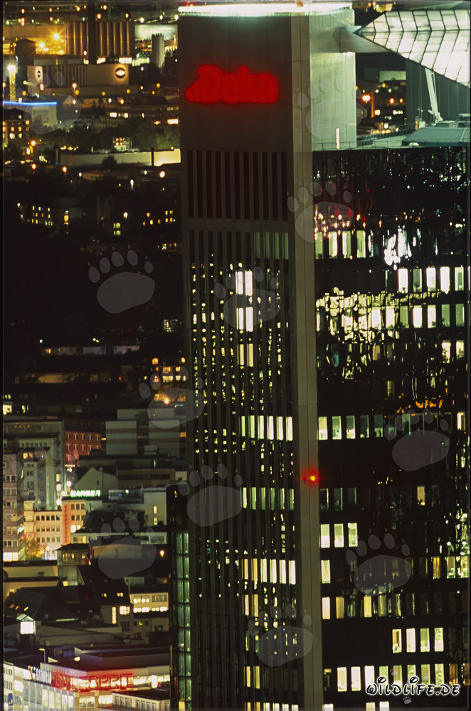 Frankfurt de noche - impresionante skyline con rascacielos iluminados