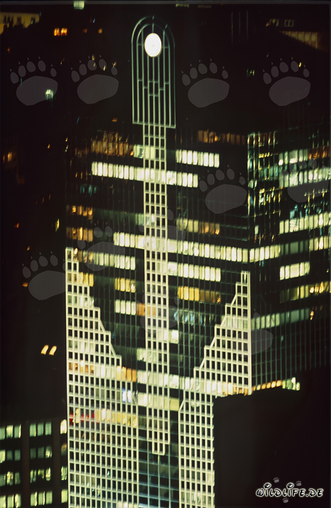 Fascinante skyline de Fráncfort de noche