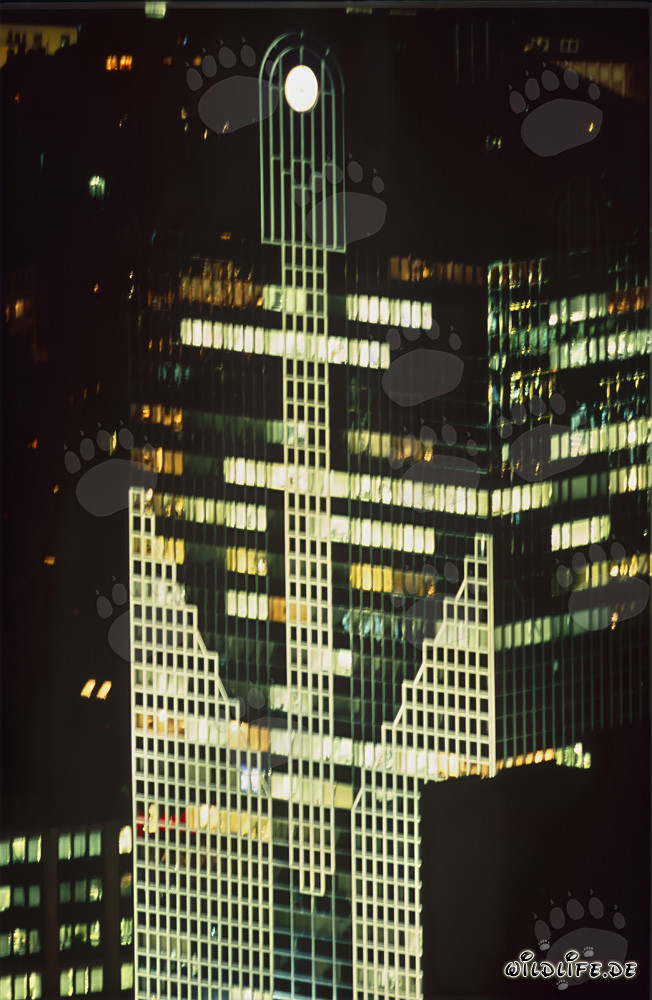 Fascinating Frankfurt Skyline at Night