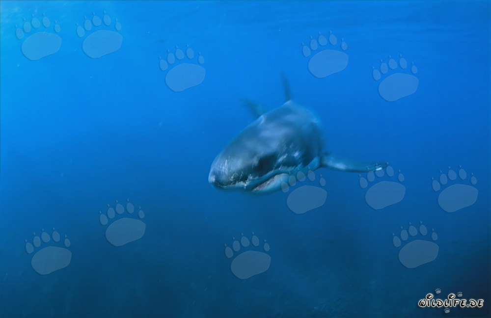Baby Great White Shark in the blue waters off the coast of Gansbaai