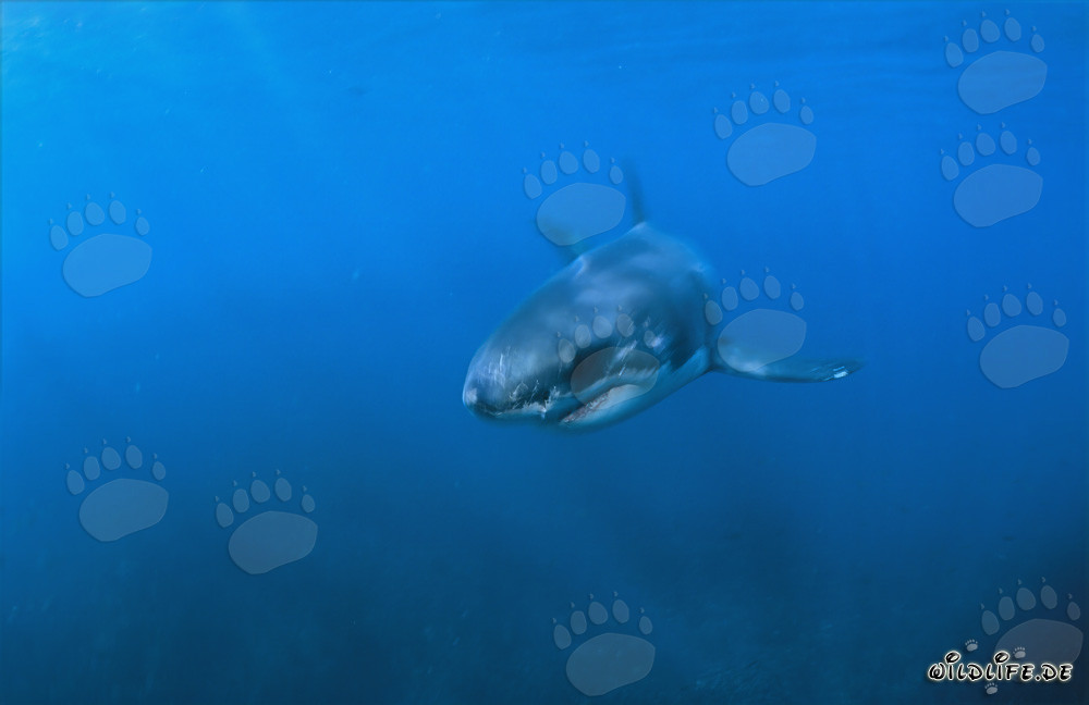 Jeune Requin Blanc dans l'eau bleue au large de Gansbaai