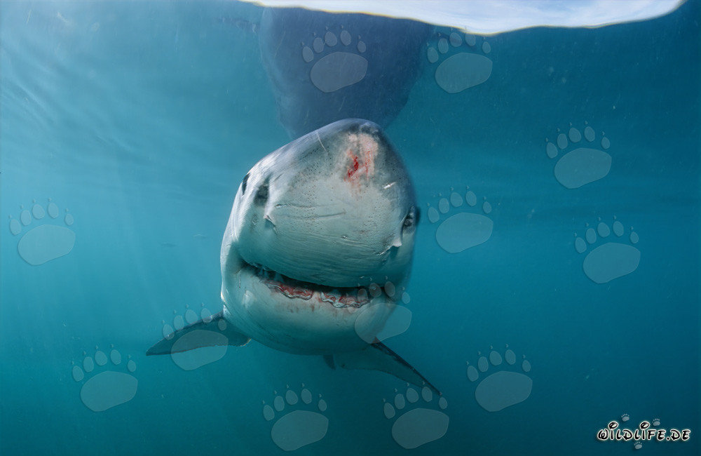 Grand requin blanc majestueux avec des blessures sur l'extrémité du museau