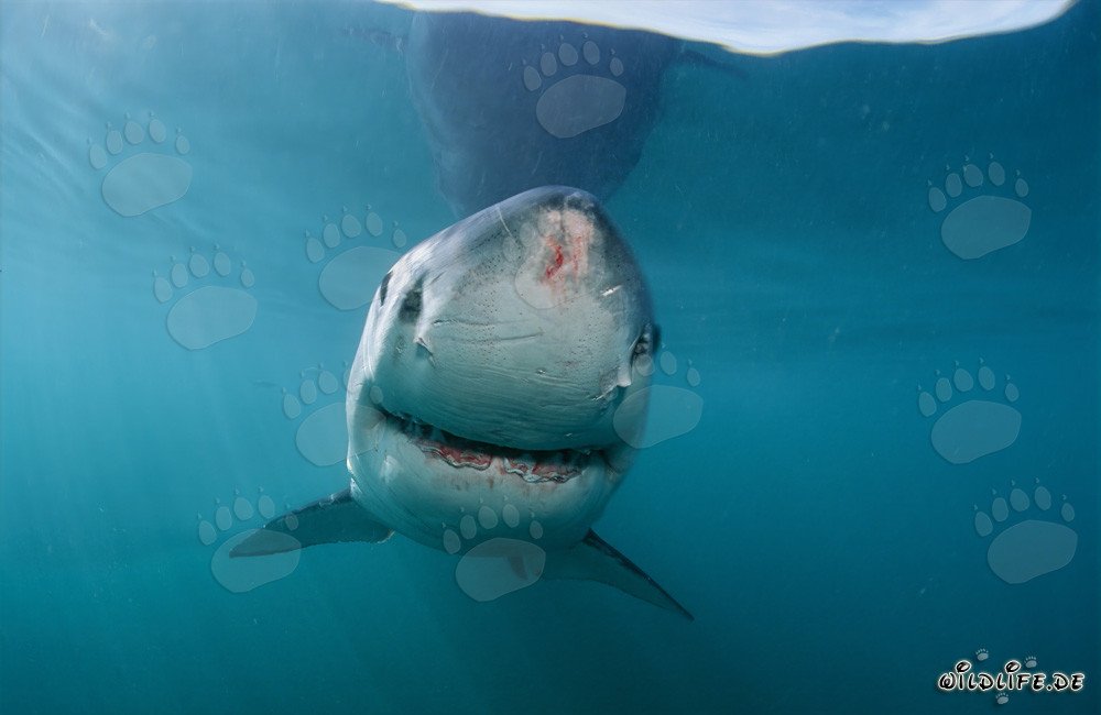 Majestic Great White Shark with injuries at the snout