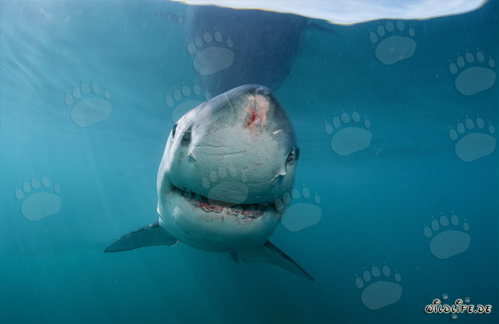 Majestuoso tiburón blanco con heridas en la punta del hocico