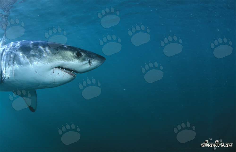 Superbe portrait latéral de tête de Grand Requin Blanc