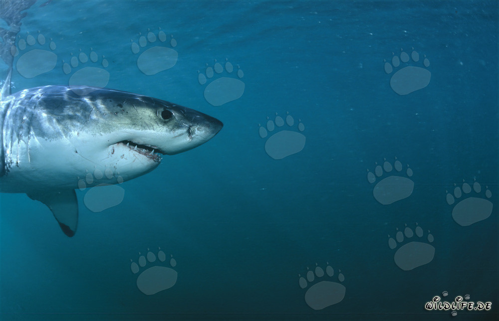 Great White Shark Head Profile Portrait