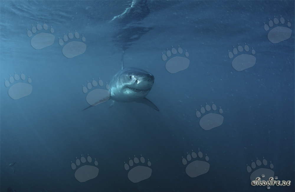 A Baby Great White Shark in the Waters near Gansbaai