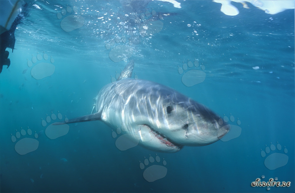 Observing Curious Baby Great White Shark near Gansbaai