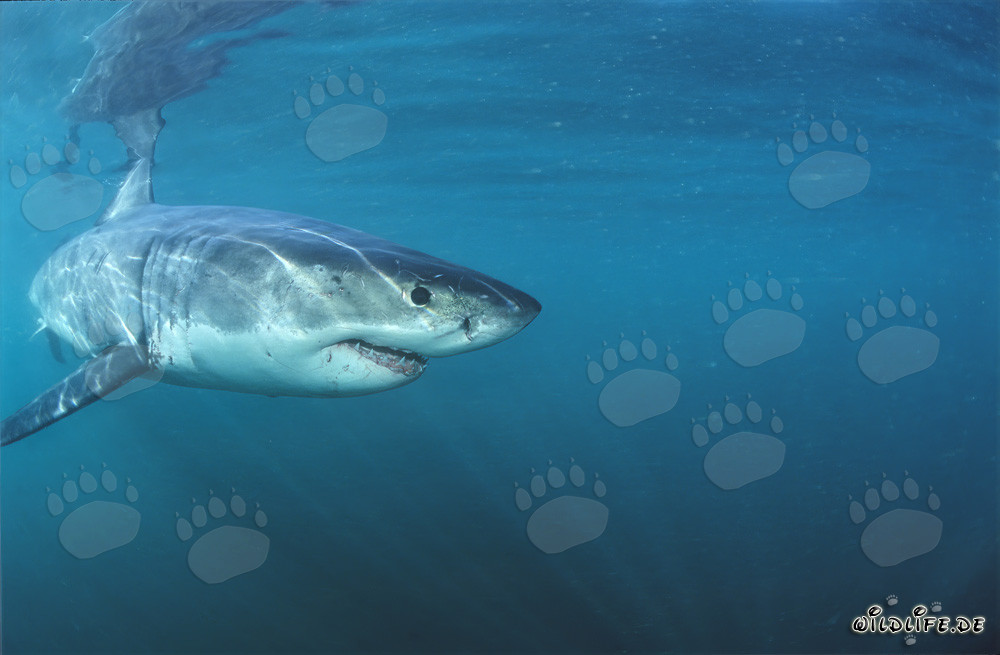 Jeune requin blanc explore la mer devant Gansbaai