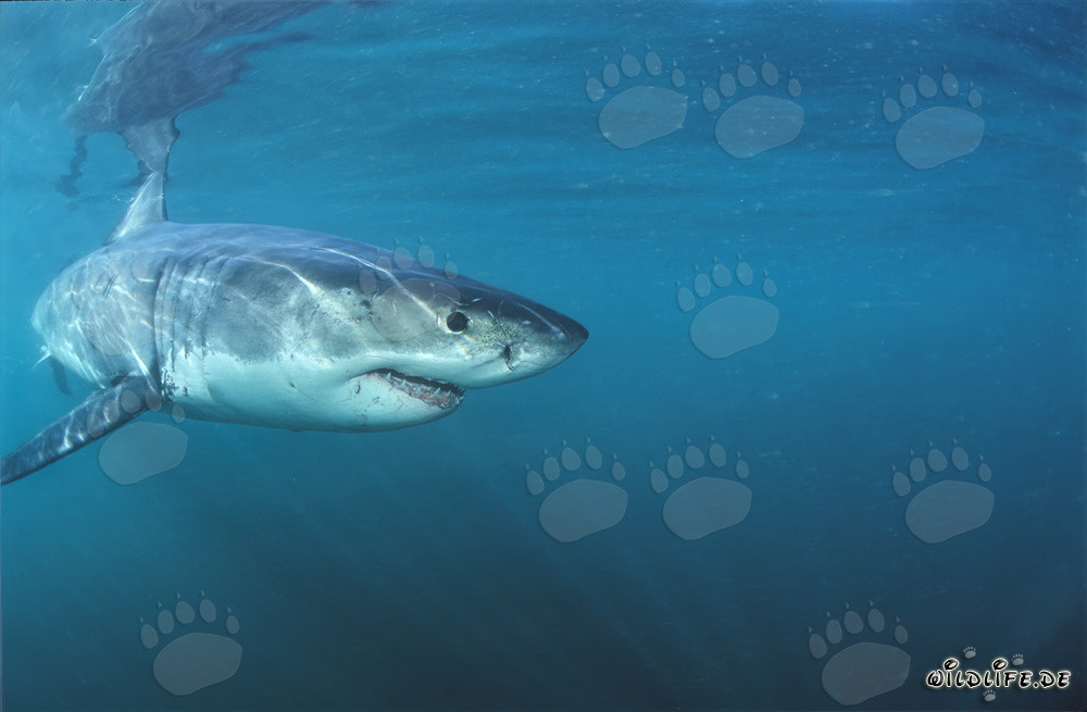 Tiburón blanco bebé explora el mar frente a Gansbaai