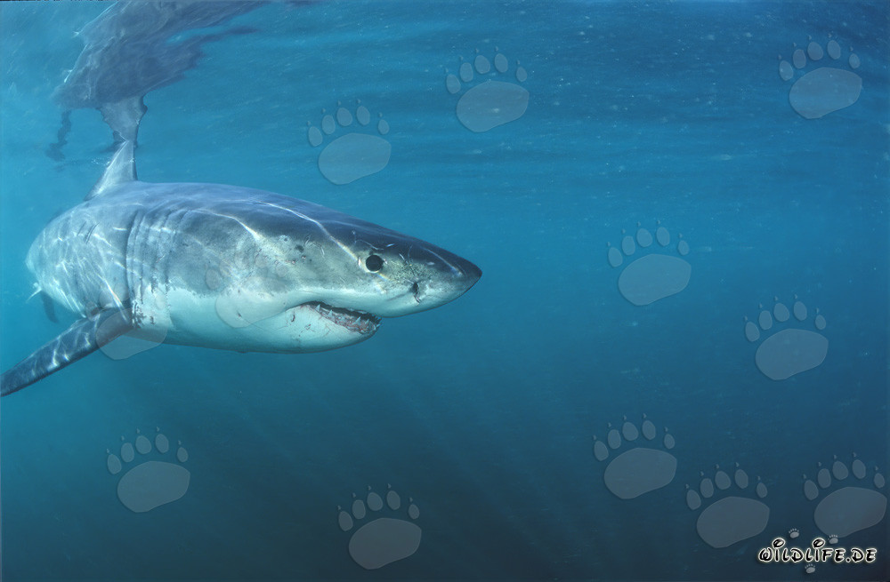 Cucciolo di squalo bianco esplora il mare di fronte a Gansbaai