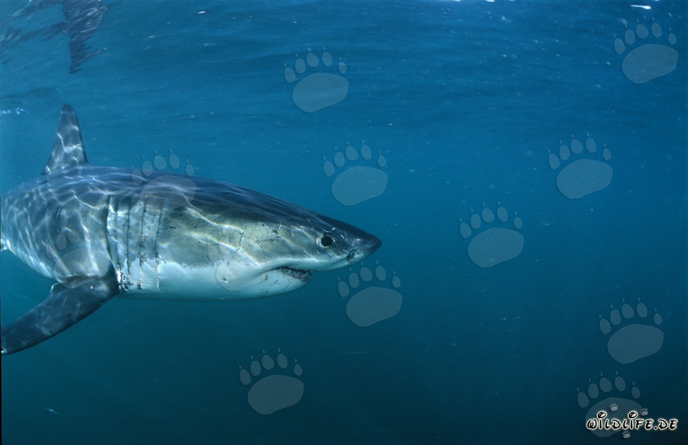 Impresionante Gran Tiburón Blanco cerca de Gansbaai