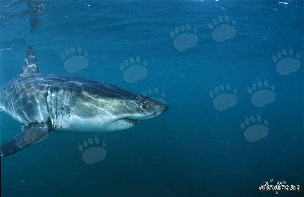 Grand requin blanc impressionnant près de Gansbaai