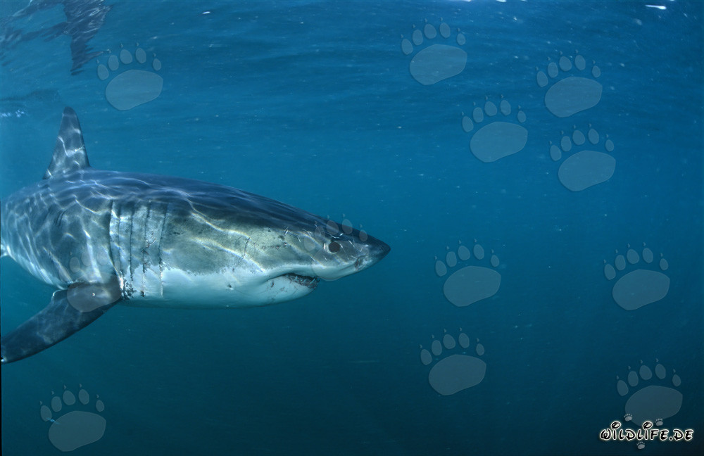 Impressive Great White Shark near Gansbaai