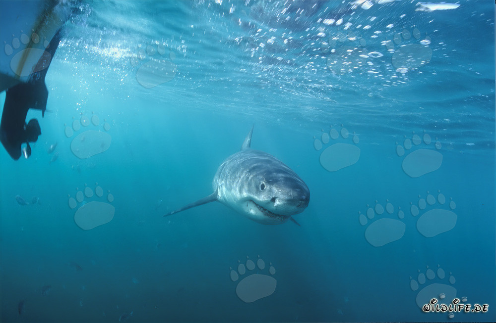 Baby great white shark observed underwater from our boat
